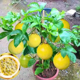 Set 2 Yellow Passion Fruit Plants Live, Fast-Growing Passionfruit Vine Live Plants Tree for Full Sun Growing, Summer Planting, 4-7 Inches, No Pot, Hardy Tropical Trellis Planting