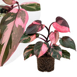 Philodendron Live Plant 4-6 Inches, Easy Care Indoor Houseplant for Home and Office, Tropical Foliage Philodendron