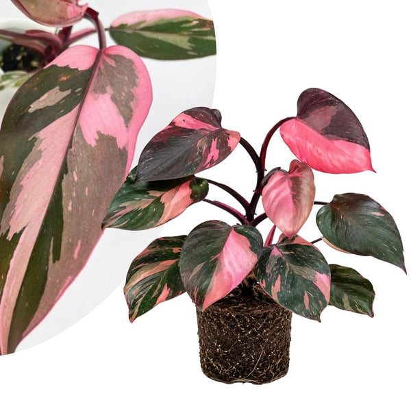Philodendron Live Plant 4-6 Inches, Easy Care Indoor Houseplant for Home and Office, Tropical Foliage Philodendron