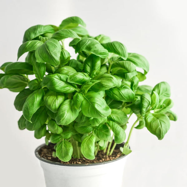 2 Blue Spice Basil Plants Live, 3-6 Inches Tall