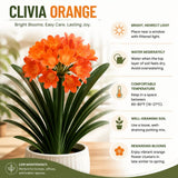 Orange Clivia Miniata Live Plant, Indoor Plant, 6 Inch Pot