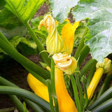Yellow Zucchini Plant Live 4-6 Inch Tall, 2 Plant Per Pot