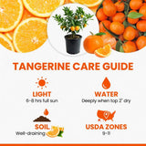 Tangerine Live Tree, Mandarin Citrus Fruit Tree, 2-3 Ft Tall, 1 Gal Pot