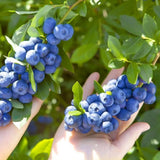 2 Biloxi Blueberry Plant Live, Blueberry Bushes Plant, 4-7 Inch Tall