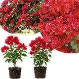 2 Red Bougainvillea Live Plants, Container Vine Plant, 4-7 Inch Tall