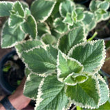 Set 3 Variegated Cuban Oregano Live Plant 4-5 Inch Tall