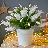 White Holiday Cactus Plant Live, Easy Care Houseplant, 5-9 Inch Tall