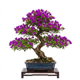 Purple Bougainvillea Live Plant, Flowering Vine, 4 Inch Tall