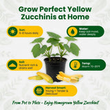 Yellow Zucchini Plant Live 4-6 Inch Tall, 2 Plant Per Pot