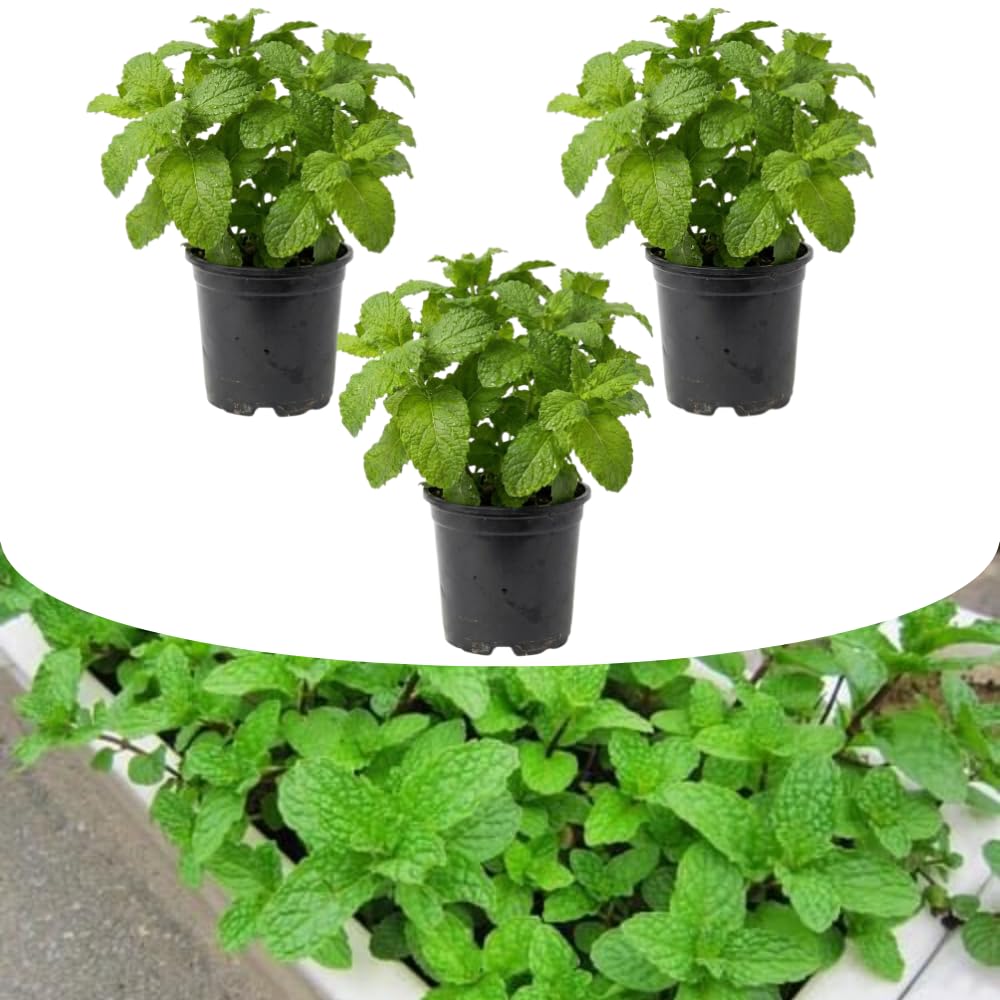 3 Mojito Mint Plants Live, Well-Rooted Herb Plant, 3-5 Inch Tall