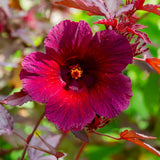 2 Hardy Cranberry Hibiscus Plant Live, Tropical Flower Shrub, 4-6" Tall