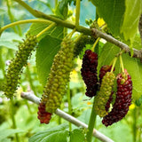 Pakistan Mulberry Tree Live Plant, Live Starter Plant, 4-6 Inch Tall