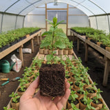 4 Peppermint Live Plants, Fragrant Herbs, 4-6 Inch Tall