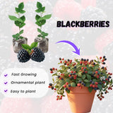 2 Navaho Thornless Blackberries Plant Live, Sweet Fruit, 4-7 Inch Tall