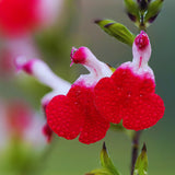 3 Red White Sage Plants Live, 5 Inch Tall