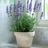 2 Blue Lavender Live Plants, 4-7 Inch Tall,Fragrant Flower for Growing