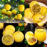 Set 2 Jamaican Golden Passion Fruit Plants Live, Fast-Growing Passionfruit Vine Live Plants Tree for Full Sun Growing, Summer Planting, 4-7 Inches, No Pot, Hardy Tropical Trellis Planting