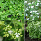 2 Stevia Live Plants, Fragrant Culinary Herb Plant, 4-6 Inch Tall