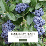 2 Tophat Blueberry Plants Live, Starter Plant, 4-6 Inch Tall