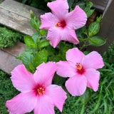 Set 3 Pink Hibiscus Live Plant, Vibrant Pink Hibiscus Plant 4–6" Tall