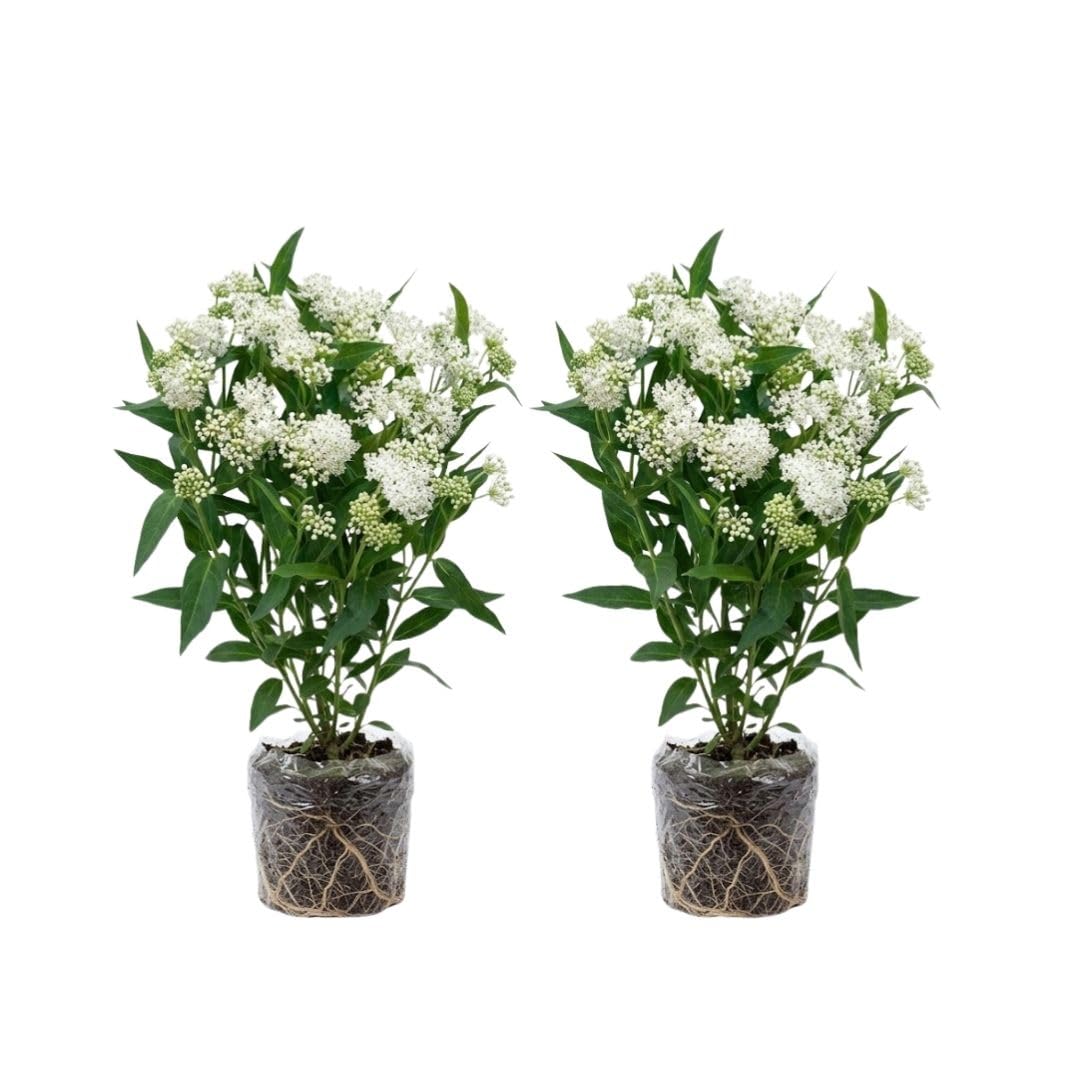 2 White Milkweed Live Plants, Asclepias Tuberosa Plant 4–6" Tall