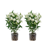 2 White Milkweed Live Plants, Asclepias Tuberosa Plant 4–6" Tall