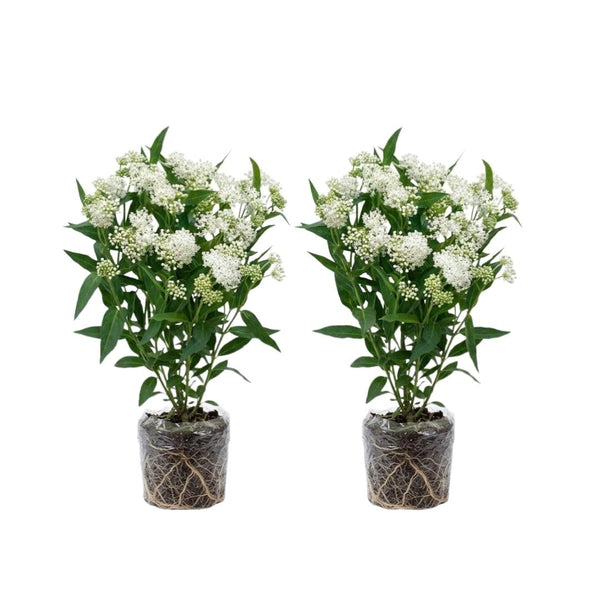 2 White Milkweed Live Plants, Asclepias Tuberosa Plant 4–6" Tall