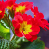 2 Random Primrose Live Plants, Perennial Flower Plant, 3-5 Inch Tall