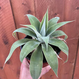 Attenuata Agave Succulent Plant Live, Rooted Starter Plant, 8 Inch Tall