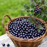 Huckleberry Plant Live, Starter Berry Shrub, 3-5 Inch Tall, 4 Inch Pot