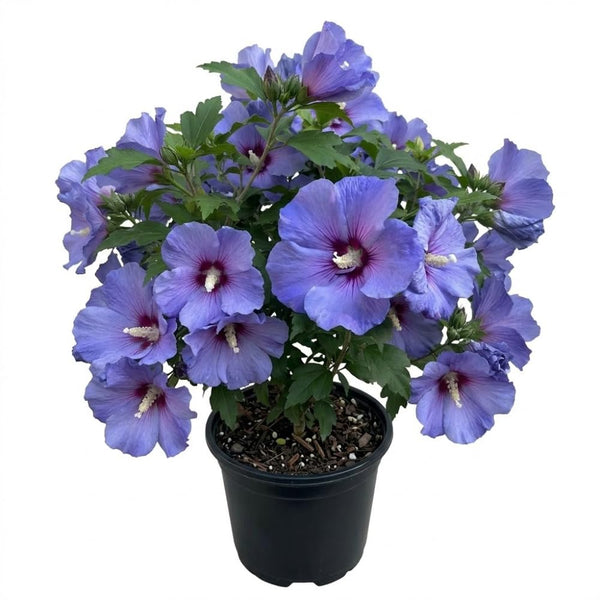 Blue Yellow Hibiscus Plant Live, Home Garden Plant, 5-7 Inch Tall