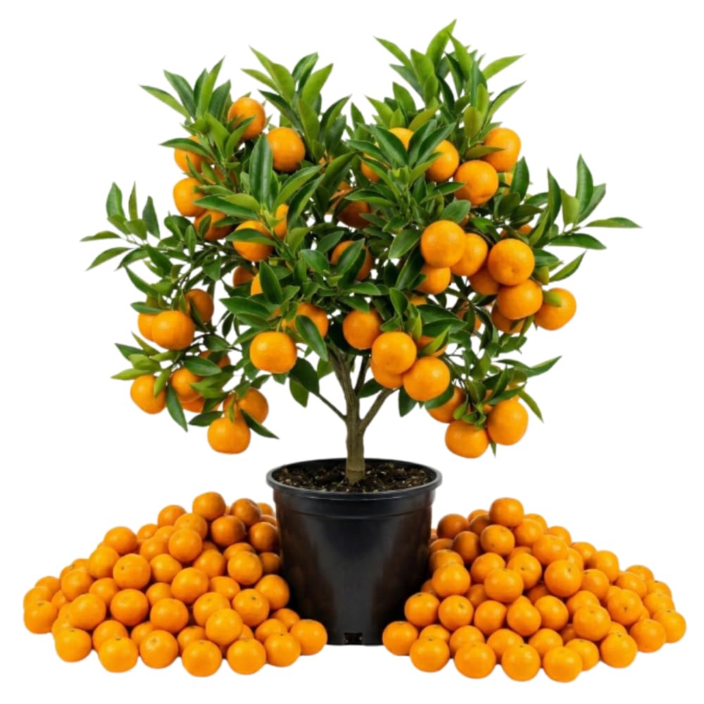 Satsuma Mandarin Tree, Sweet Orange Tree, 1-2 Ft Tall, 1 Gallon Pot