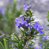 3 Blue Rosemary Live Plants, Starter Plant, 4-6 Inch Tall