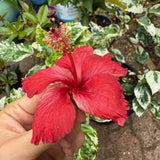 Set 3 Variegated Hibiscus Live Plants, White Red Hibiscus Plant, 4–6" Tall