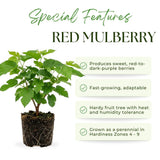 Red Mulberry Tree Live Plant, Mulberry Plant, 4-6 Inches Tall, Fruit Tree for Home Orchards and Edible Gardens, No Pot