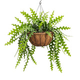 Fishbone Cactus Live Plant, Cactus Houseplant, 4-6 Inch Tall, 2 Inch Pot
