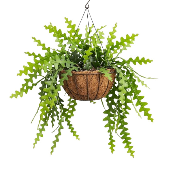 Fishbone Cactus Live Plant, Cactus Houseplant, 4-6 Inch Tall, 2 Inch Pot