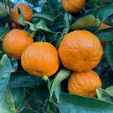 Sweet Mandarin Tree, Patio Container Plant, 1-2 Ft Tall, 1 Gallon Pot