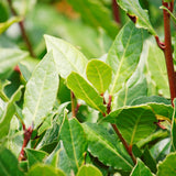 Sweet Bay Leaf Tree, Well-Rooted Starter Plant, 3-5 Inch Tall