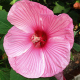 2 Hardy Light Pink Hibiscus Plant Live, Tropical Flower Shrub, 4-6" Tall