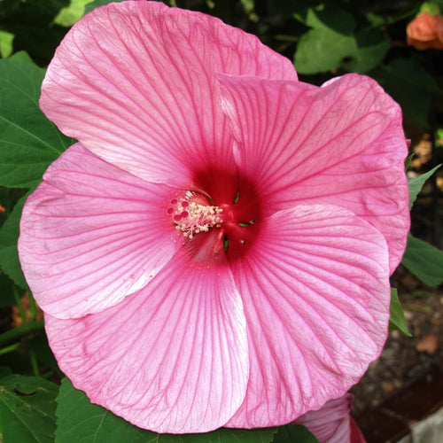 2 Hardy Light Pink Hibiscus Plant Live, Tropical Flower Shrub, 4-6" Tall