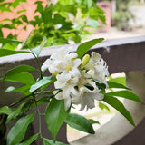 Mock Orange Shrub Plant in Gal Pot, White Fragrant Flowers for Planting