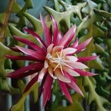Fishbone Cactus Live Plant, Cactus Houseplant, 4-6 Inch Tall, 2 Inch Pot