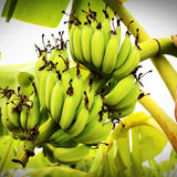 3 Banana Trees Live Plants, Starter Fruit Plant, 3-5 Inch Tall