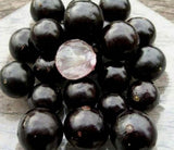 Black Jaboticaba Live Plant, Well-Rooted Fruit Tree, 1 Ft Tall