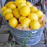 Meyer Lemon Tree Plant Live, Starter Plant, 1-2 Ft Tall, 1 Gallon Pot