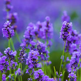 Lavender Live Plant, 3 Inch Pot