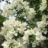 2 White Bougainvillea Plants Live, Rooted Vine Starter, 4-7 Inch Tall