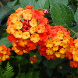 2 Orange Lantana Plants Live, Hardy Flowering Perennial, 4-6" Tall