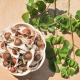 2 Moringa Oleifera Trees Live Plants, Drumstick Tree Plant, 4-6 Inch Tall